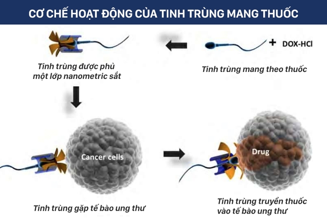 nghien-cuu-dung-tinh-trung-chua-ung-thu-hay-xem-cach-tinh-trung-mang-thuoc-diet-khoi-u-1
